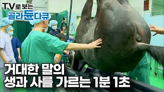 사람으로 치면 상급 종합병원 1,400마리 아픈 말들의 종착지┃국내 최대 말 종합병원┃500kg 거대한 동물의 생과 사를 가르는 1분 1초┃극한직업┃#골라듄다큐