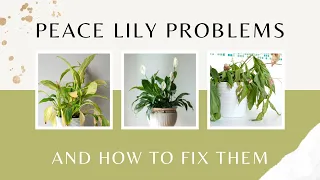 Peace Lily problems and how to fix them | Peace Lily Plant Care | MOODY BLOOMS