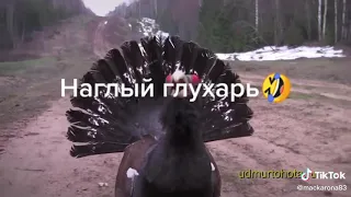 Наглый глухарь... Impudent capercaillie...