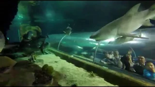 Шоу "Кормление акул" в океанариуме. Астана.( Shark Feeding Show at Aquarium)