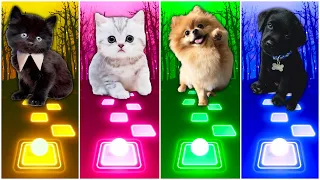 CUTE CATS VS DOGS - BLOODY MARY & WAKA WAKA VS IMAGINE DRAGONS & CUPID | 🐶 OR 😺 ?