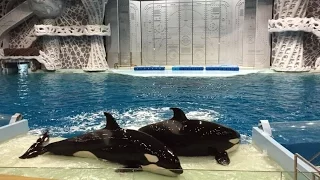 Moscow Orcas, Killer Whales in Moscow