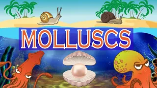 The World of Molluscs | Molluscs diversity | Mollusca Classification