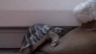My Tortoise having sex with a shoe