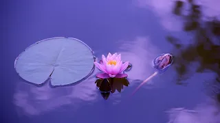 Everyday serenity | just a click away | Daily doses of tranquility | meditation Soothing Soundscapes