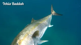 #grouper#amberjack#kingmackrel#spearfishing#lebanon