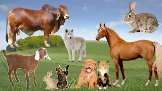 Cute Animal Sounds: Rabbit, Bull, Horse, Parrot, Dog, Cat, Wolf, Goat,... | Animal Moments