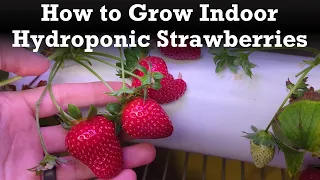 How to Grow Hydroponic Strawberries in Your Home