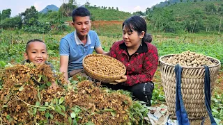 early season peanut harvest I Customers compete to buy - Vang Thi Hoa