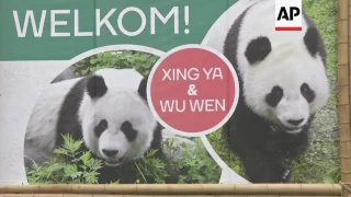 Two pandas arrive in Netherlands from China