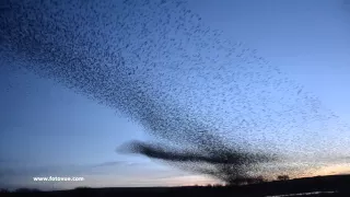 Murmuration fotoVUE