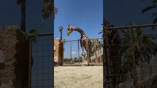 Family's zoo adventure goes wrong