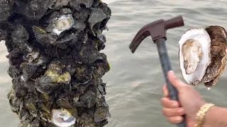 How This Tiny Creature Creates Big Buzz - Unveiling the Secret World of Oysters