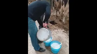 Доильный пост для привязного содержания коров