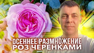 КАК ЗА 3 МИНУТЫ МОЖНО ПОСТАВИТЬ ЧЕРЕНКИ РОЗ НА УКОРЕНЕНИЕ ОСЕНЬЮ / РАЗМНОЖЕНИЕ РОЗ ЧЕРЕНКАМИ