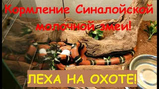 Кормление Синалойской молочной змеи! Леха на охоте! Ужинает!