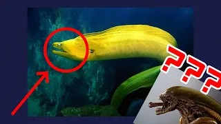 This Eel has the Ability to Bite You TWICE | Alien Ocean