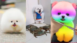 Tik Tok Chó Phốc Sóc Mini 😍 Funny and Cute Pomeranian #304