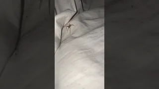 Close Call: Brown Recluse Spider Climbs onto Bed in Shocking Video