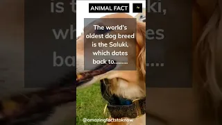 Uncovering the World's Oldest Dog Breed: The Saluki! #shorts #animals #dogs
