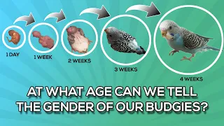 What is the earliest age you can tell your budgie's gender?