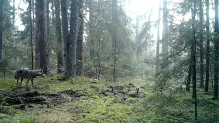 Wolf in the Bialowieza forest. BELARUS. #cameratraps