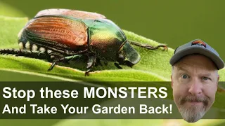 How to Get Rid of Japanese Beetles and Stop the Plague!