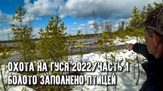 Охота на гуся 2022. Добрались до болота, а там сотни гусей. Часть 1