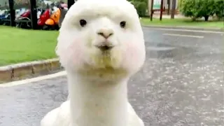 ALPACA 😂 Funny Alpacas And Cute Alpaca Videos