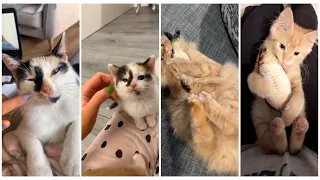 Cat and Dogs Grow Up videos Compilations from TikTok, Funny Pets, November 2020