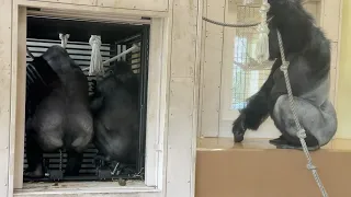 Nene, who does not want to eat breakfast. Family worried⭐️Japan's oldest grandmother gorilla