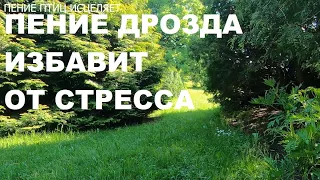 ДРОЗД ,ЕГО ПЕНИЕ СНИМЕТ НЕРВНОЕ НАПРЯЖЕНИЕ,УСПОКОИТ,ПОДАРИТ РАДОСТЬ,УМИРОТВОРЕНИЕ И ПОКОЙ