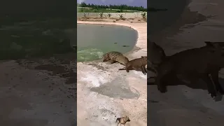 crocodile attack poor wild boar, crocodile hunting poor pig, I love animals