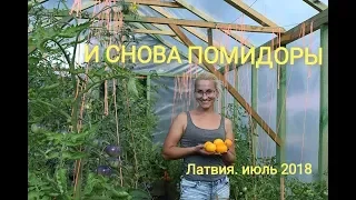 Ранние сорта томатов - стабильные урожаи. Конец июля 2018. Латвия.