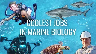 9 Cool Jobs in Marine Biology (part 2) // Careers in Biology
