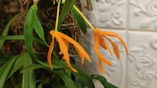 Dendrobium lamyaiae. Зимнее цветение.