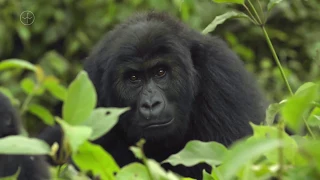 Gorillas in the Midst with Kate Humble