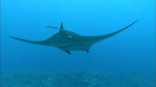 [10 Hours] Tropical Scuba Diving [1080HD] SlowTV