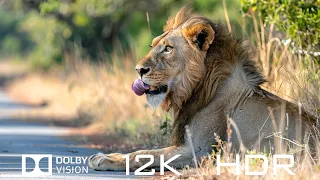 Beautiful Animals in Dolby Vision 12K HDR 60fps - Relaxing Piano Music