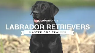 MASTER DOG TRAINER: LABRADOR RETRIEVERS