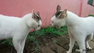 Cats Fighting and Meowing - These two are still bloody brothers