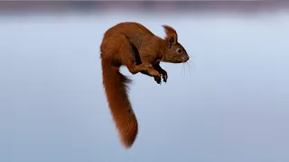 Squirrel jump. Fail and pro.
