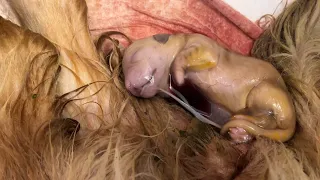 Golden Retriever has 12 puppies! Lacey's Birth Video. *Graphic shots*