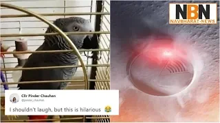 Firefighters rush to help only to find pet parrot impersonating smoke alarm! | Navbharat News