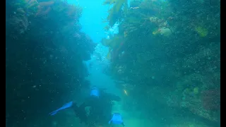 Crayfish Diving Vic - Last Dive of the Season