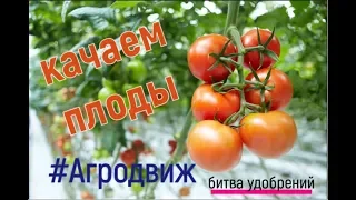 ЛУЧШАЯ ЛИСТОВАЯ ПОДКОРМКА - НАЛИВАЕМ ПЛОДЫ ТОМАТА! или Битва удобрений!