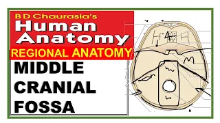 Chp1 | Interior of Skull | MIDDLE CRANIAL FOSSA | SKULL | BD Chaurasia | Dr Asif Lectures