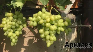 Конец августа на винограднике. Предварительный обзор сортов