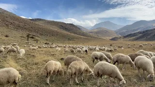 NURHAK DAĞINA 5 KANKALLA GİRDİK KOYUN SÜRÜSÜ