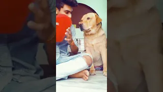 cute dog video😍 | petlover | #shorts | anant rastogi